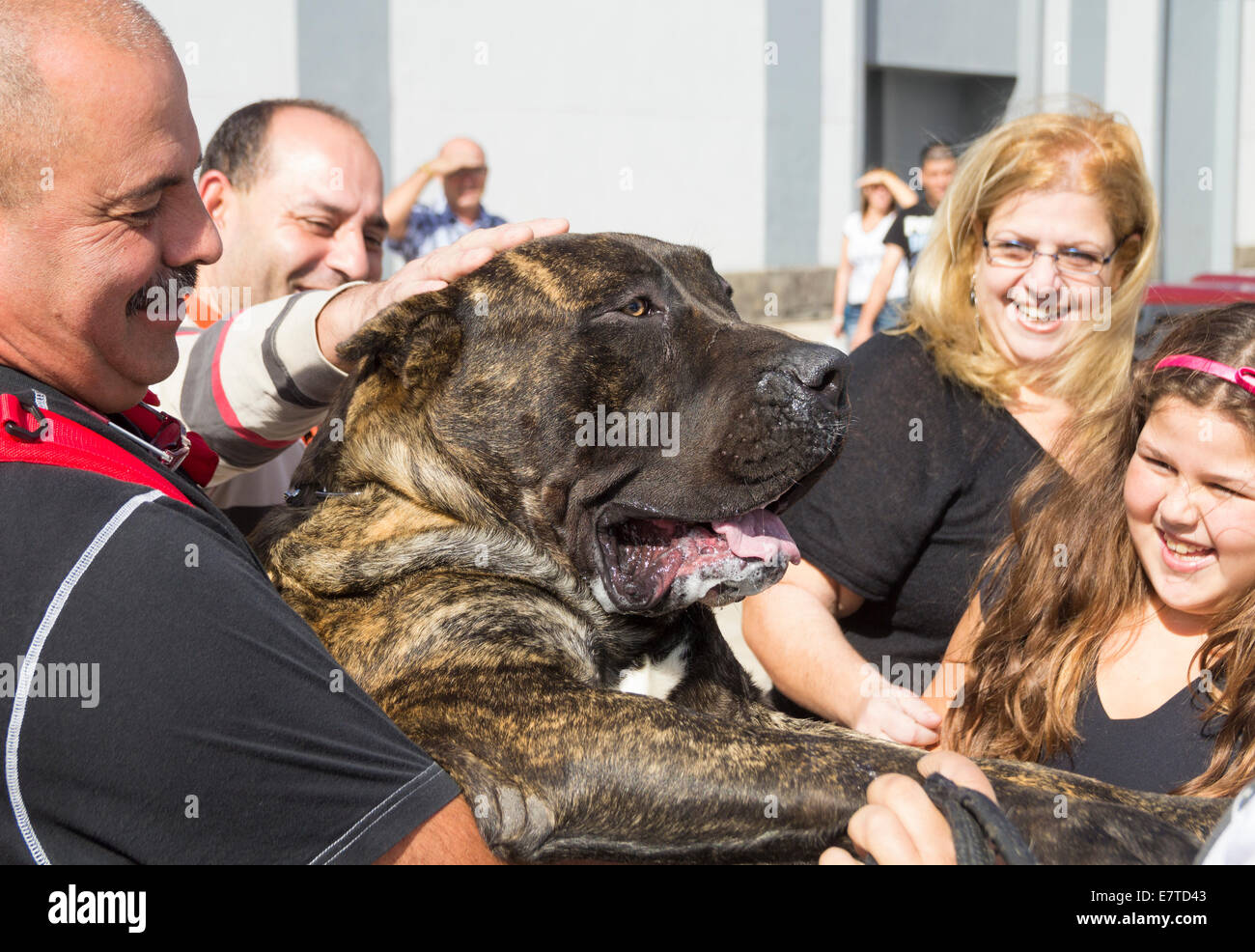 85 kilo Perro de Presa Canario au dog show dans les îles Canaries, Espagne Banque D'Images