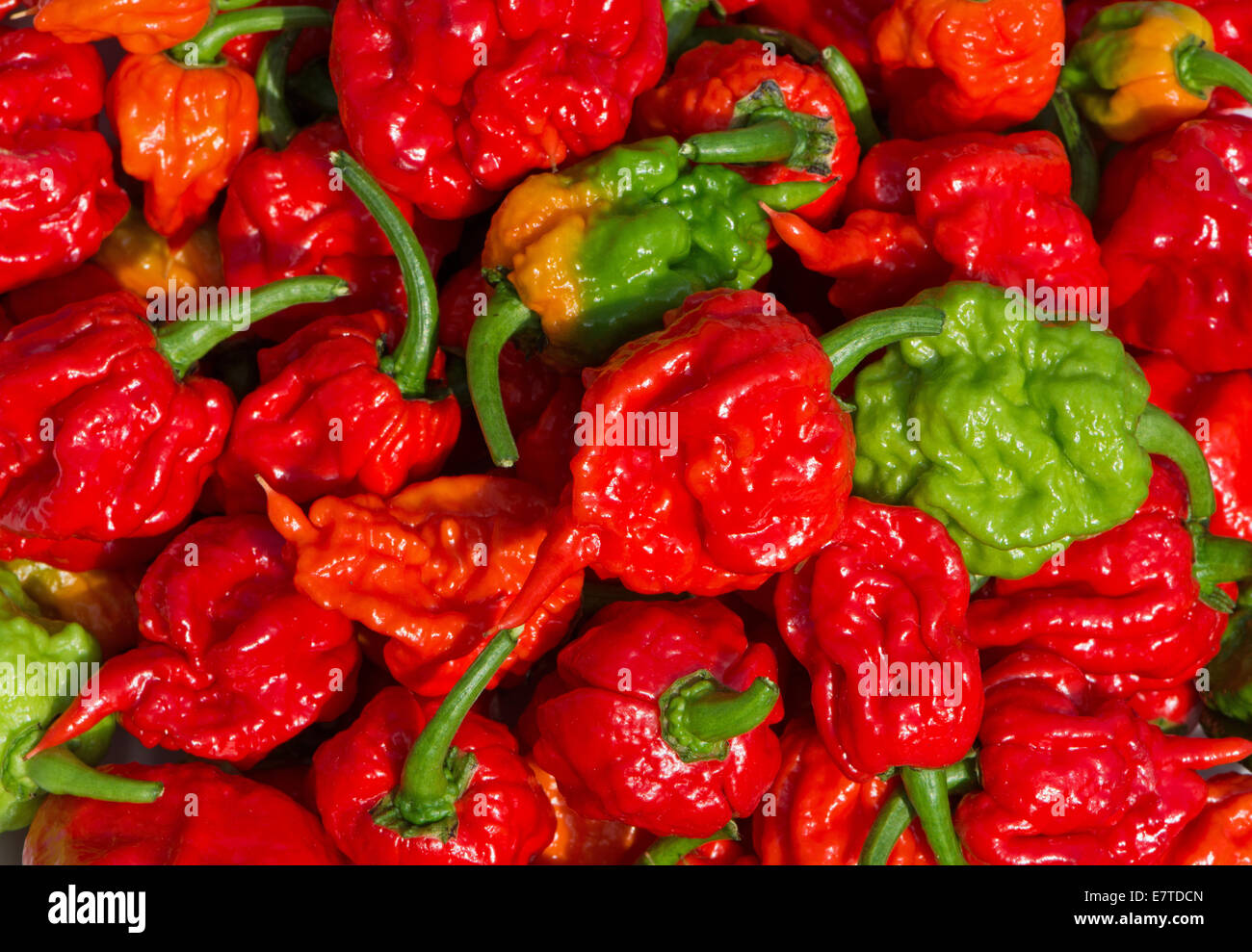 Carolina Reaper chilis. En 2013, le Livre Guinness des Records a reconnu ces comme étant la plus chaude du monde piments. Banque D'Images