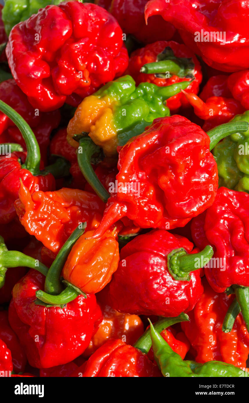 Carolina Reaper chilis. En 2013, le Livre Guinness des Records a reconnu ces comme étant la plus chaude du monde piments. Banque D'Images
