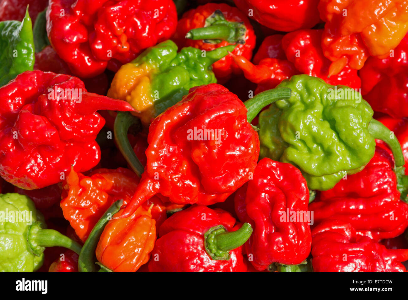 Carolina Reaper chilis. En 2013, le Livre Guinness des Records a reconnu ces comme étant la plus chaude du monde piments. Banque D'Images