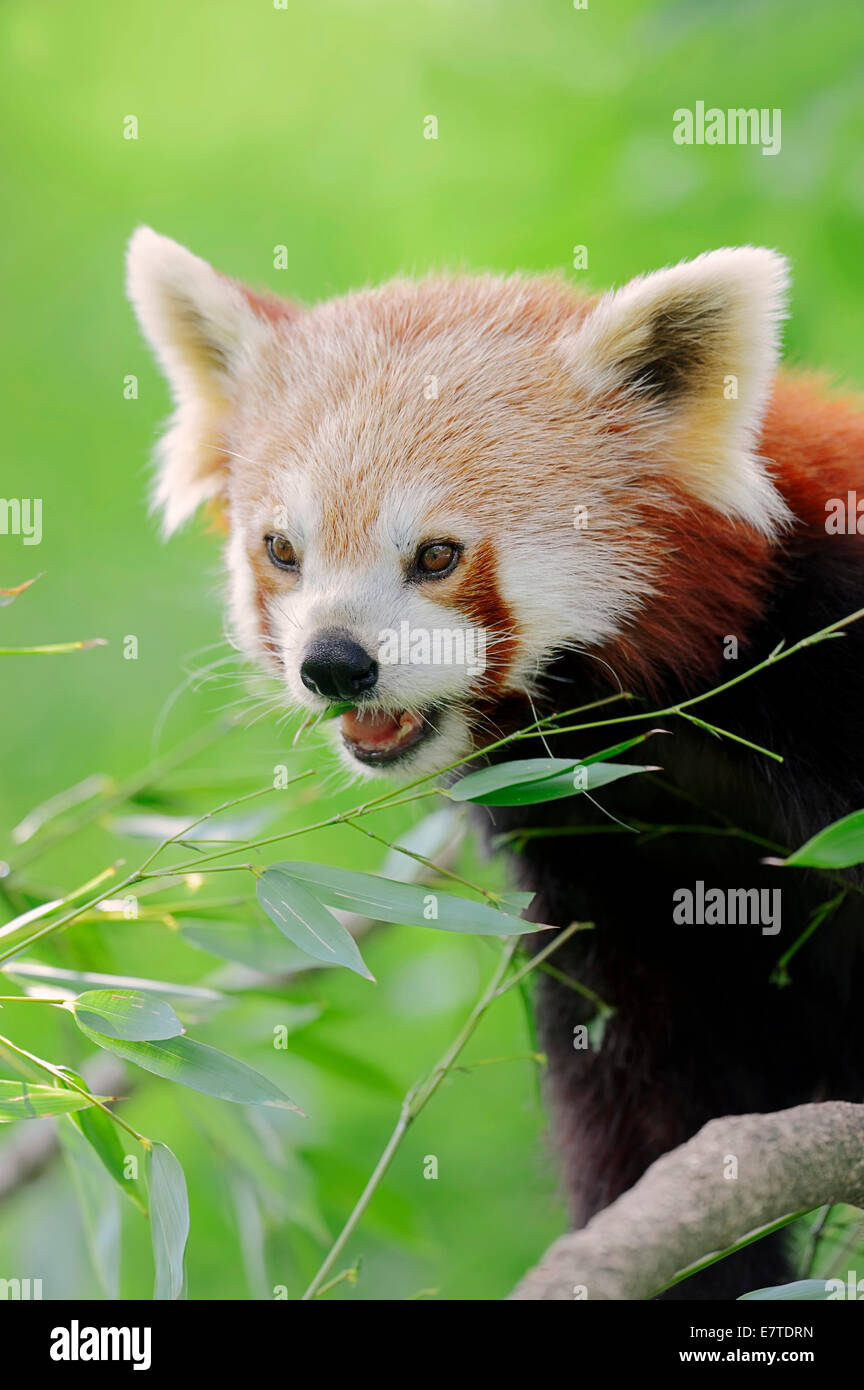 Le panda rouge (Ailurus fulgens), originaire de Chine, captive, Allemagne Banque D'Images