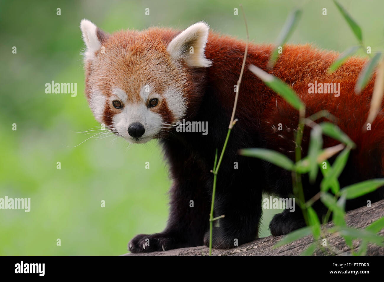 Le panda rouge (Ailurus fulgens), originaire de Chine, captive, Allemagne Banque D'Images