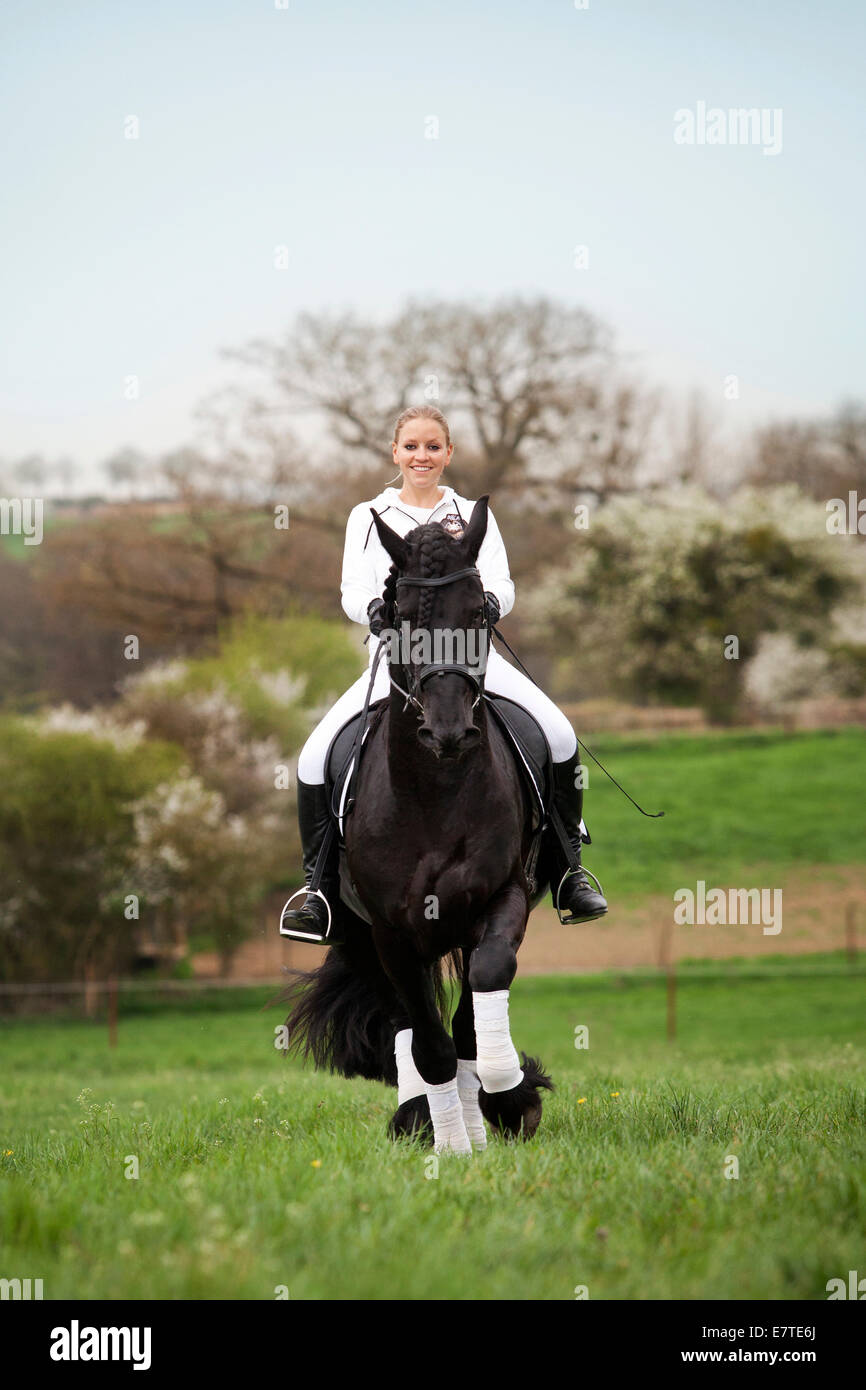 Cheval frison ou frisons, étalon, trottant avec une femelle cavalier au cheval, sur un pré, dressage classique Banque D'Images