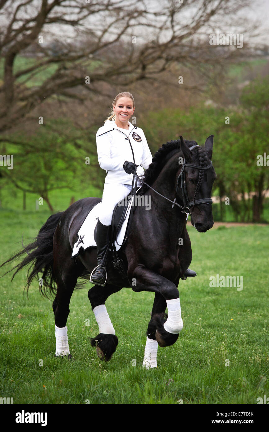 Cheval frison ou frisons, étalon, trottant avec femelle cavalier au cheval, sur un pré, dressage classique Banque D'Images