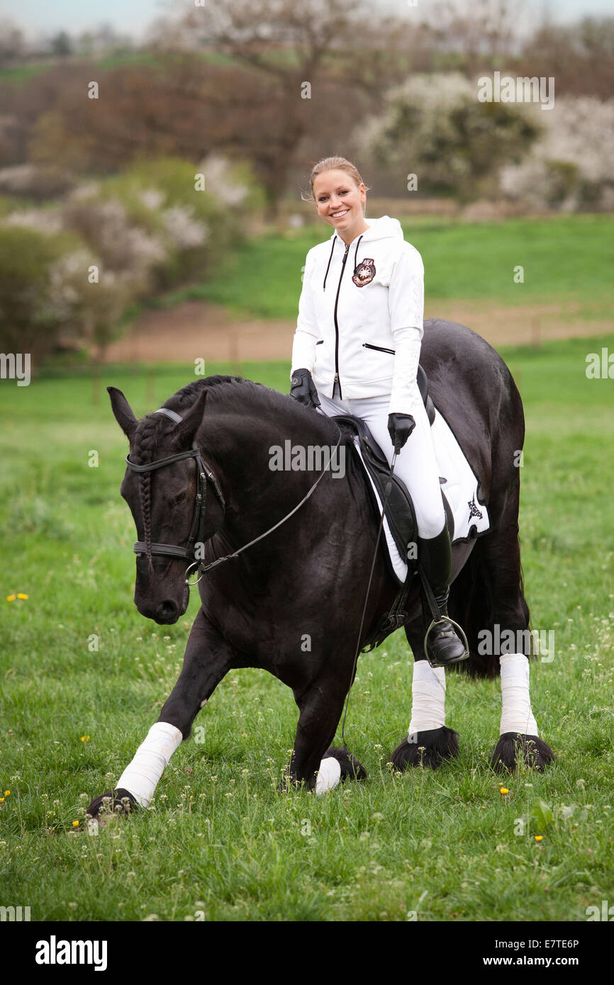 Cheval frison ou frisons, étalon, avec une femelle cavalier au cheval, sur un pré, dressage classique Banque D'Images