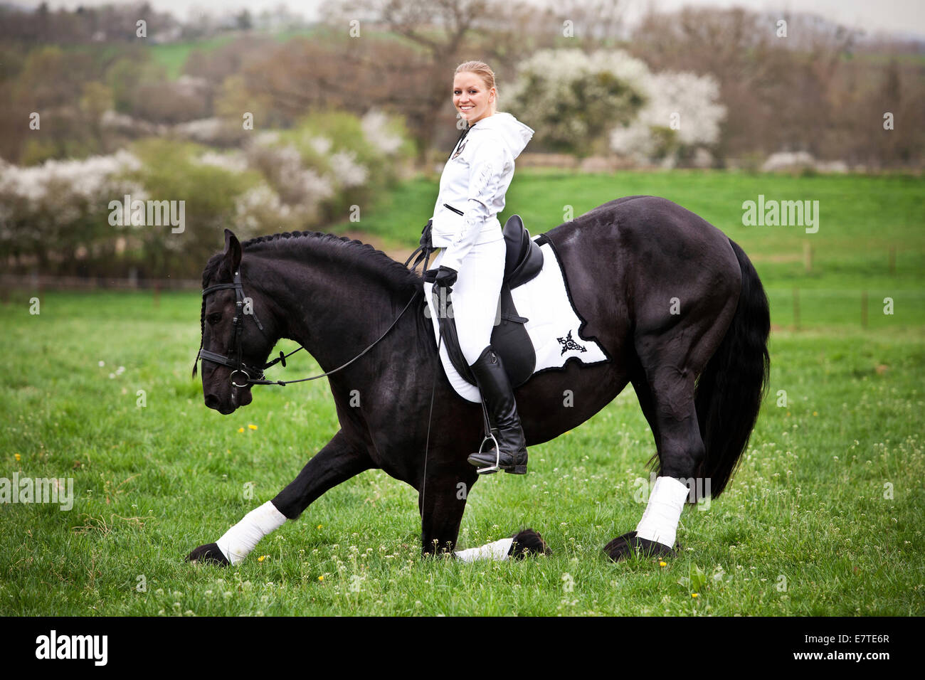Cheval frison ou frisons, étalon, avec une femelle cavalier au cheval, sur un pré, dressage classique Banque D'Images Cheval frison ou frisons, étalon, avec une femelle cavalier au cheval, sur un pré, dressage classique Banque D'Images