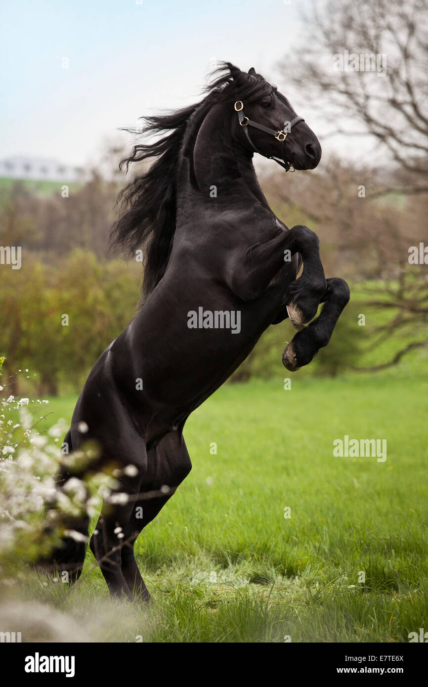 Cheval frison frisons ou étalon, sur un pré, 'pesade' position de dressage, airs au-dessus du sol Banque D'Images