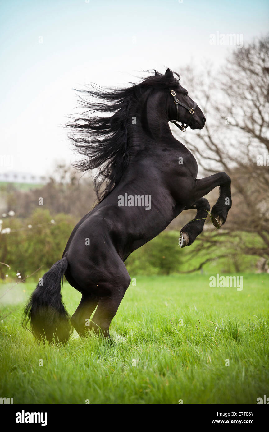 Cheval frison frisons ou étalon, sur un pré, 'pesade' position de dressage, airs au-dessus du sol Banque D'Images