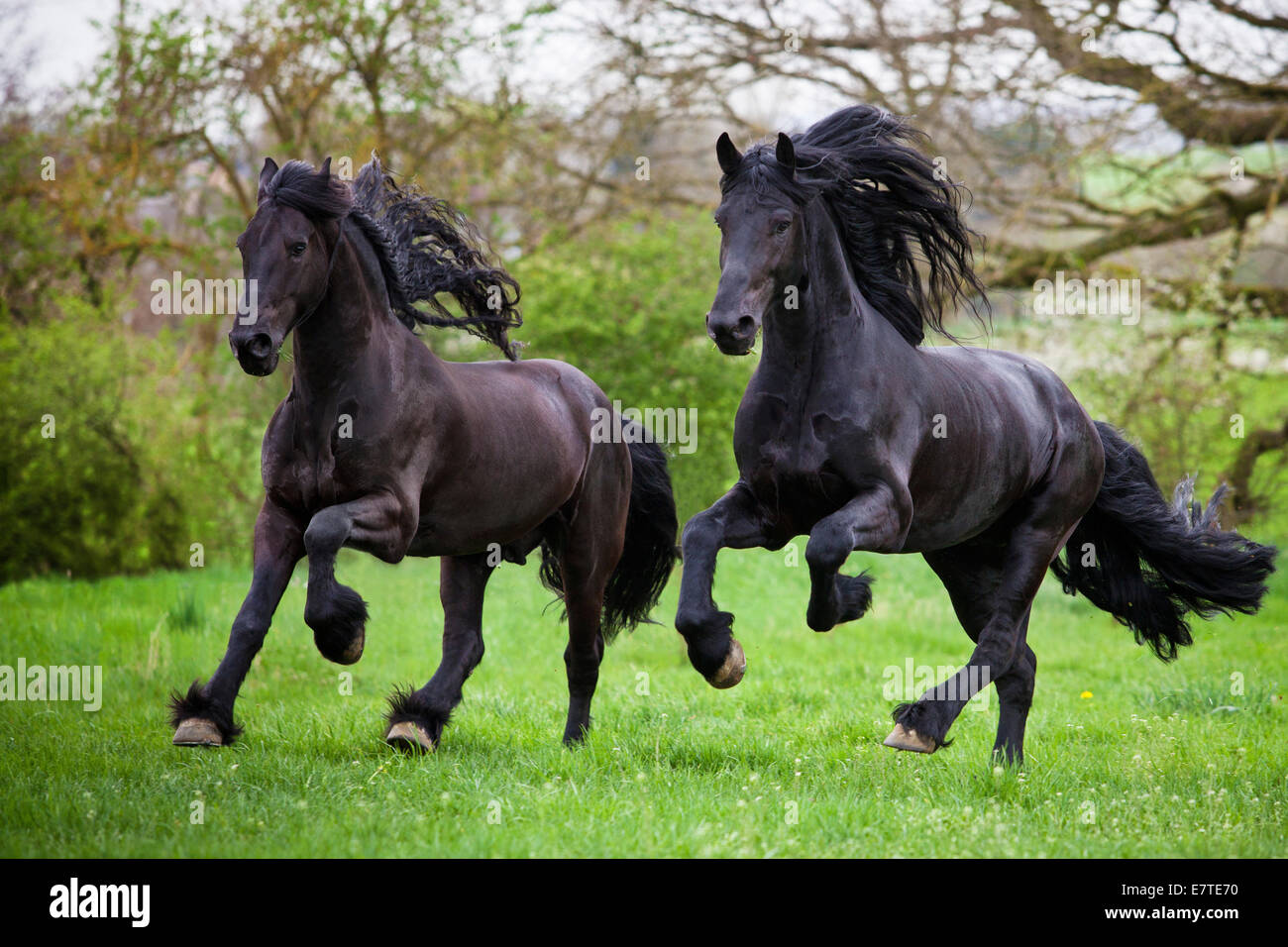 Frison frisons ou chevaux, étalons, fonctionnant gratuitement sur une prairie, au galop Banque D'Images