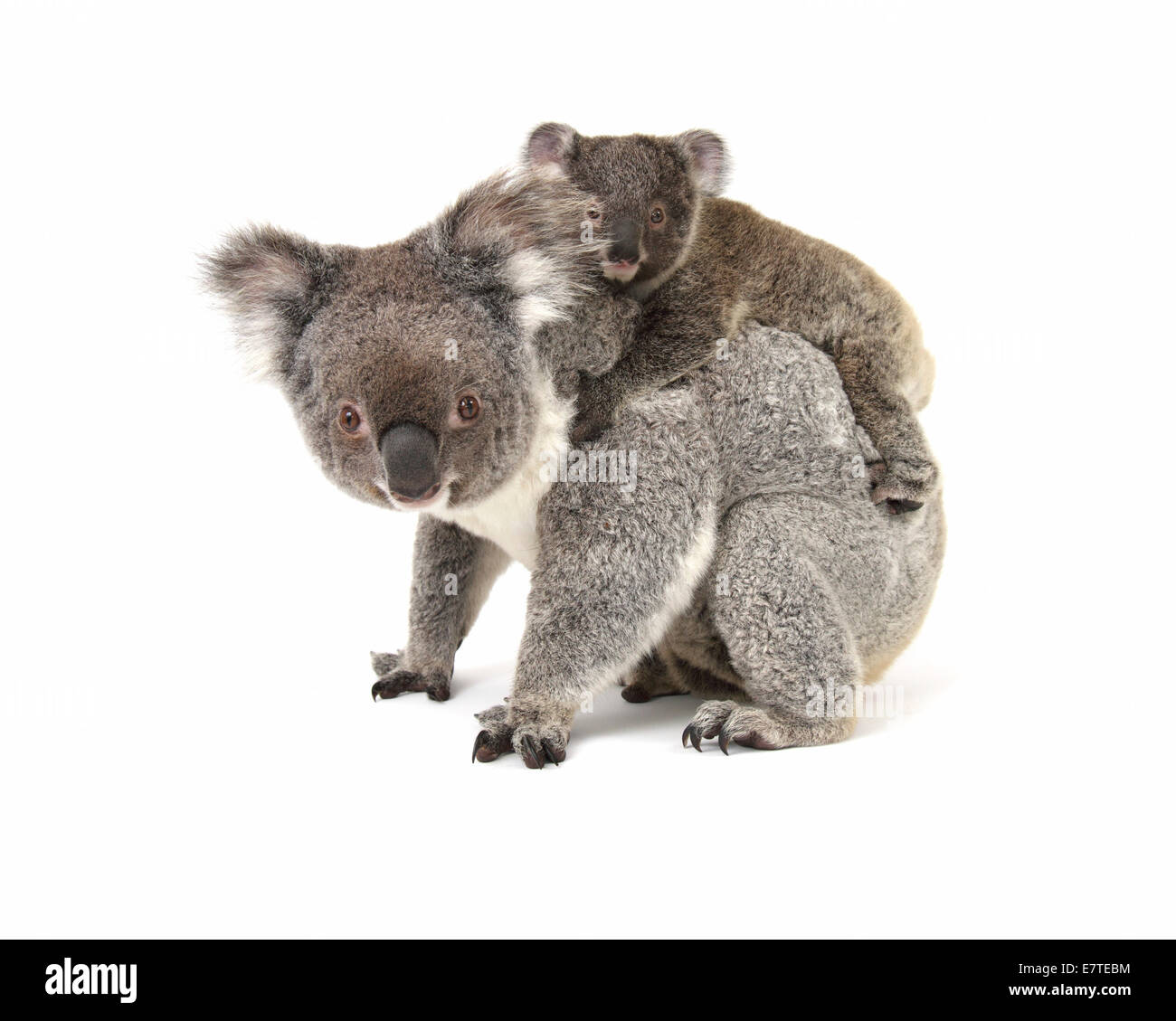 Koala (Phascolarctos cinereus), Femme avec pup Banque D'Images