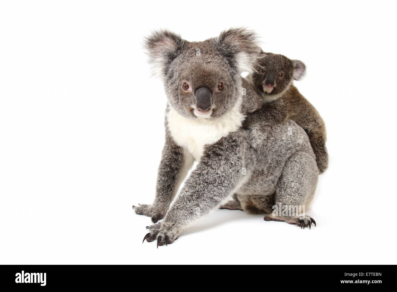 Koala (Phascolarctos cinereus), Femme avec pup Banque D'Images
