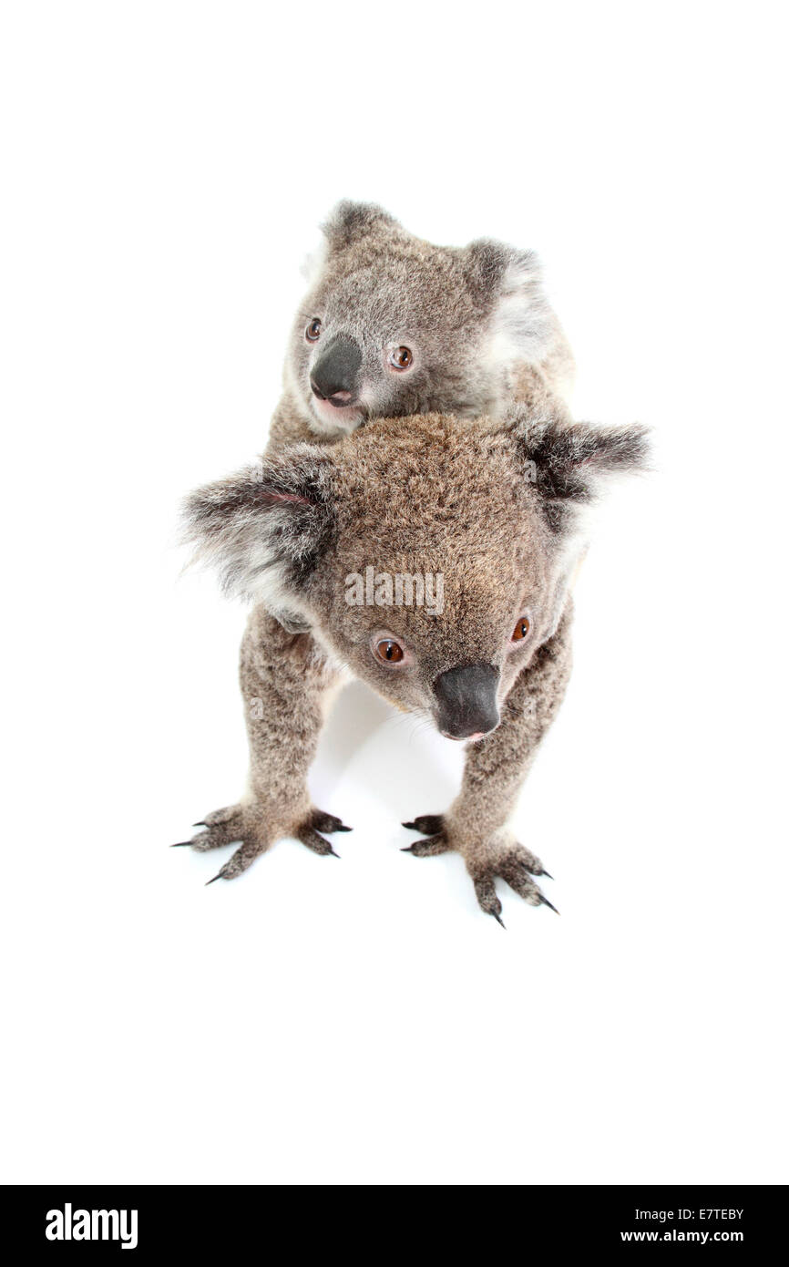 Koala (Phascolarctos cinereus), Femme avec pup Banque D'Images
