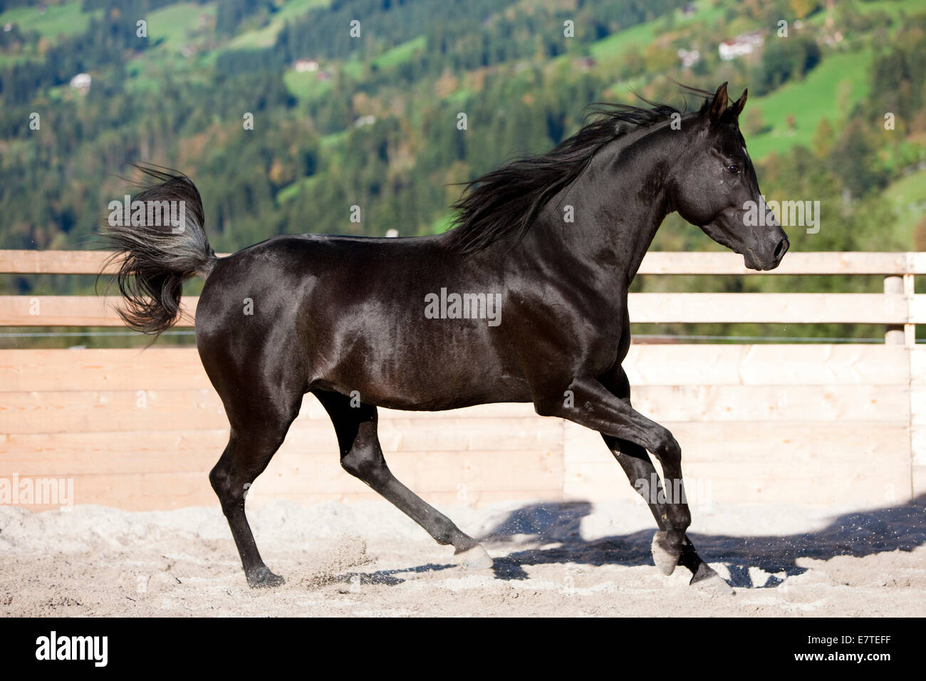 Pur-sang arabe au galop des chevaux dans un roundpen, étalon noir, Tyrol du Nord, Autriche Banque D'Images