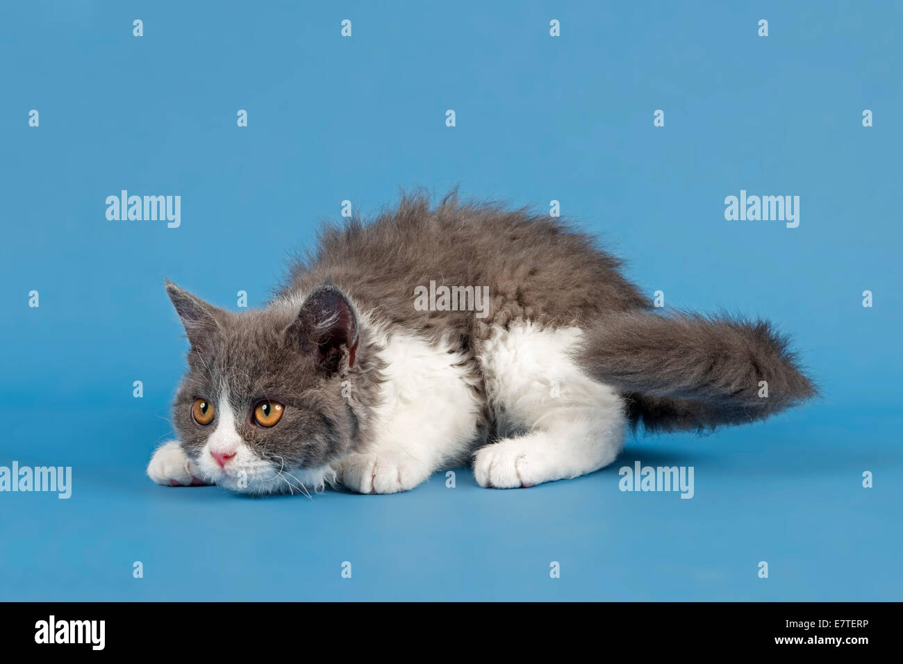 Selkirk Rex chaton, 10 semaines, de couleur bleu-blanc Banque D'Images