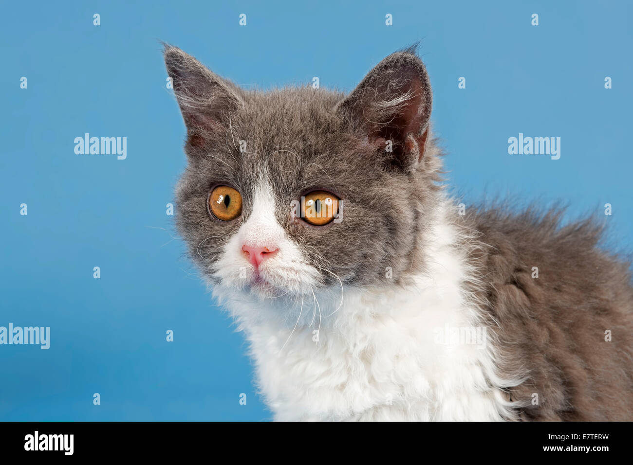 Selkirk Rex chaton, 10 semaines, de couleur bleu-blanc Banque D'Images
