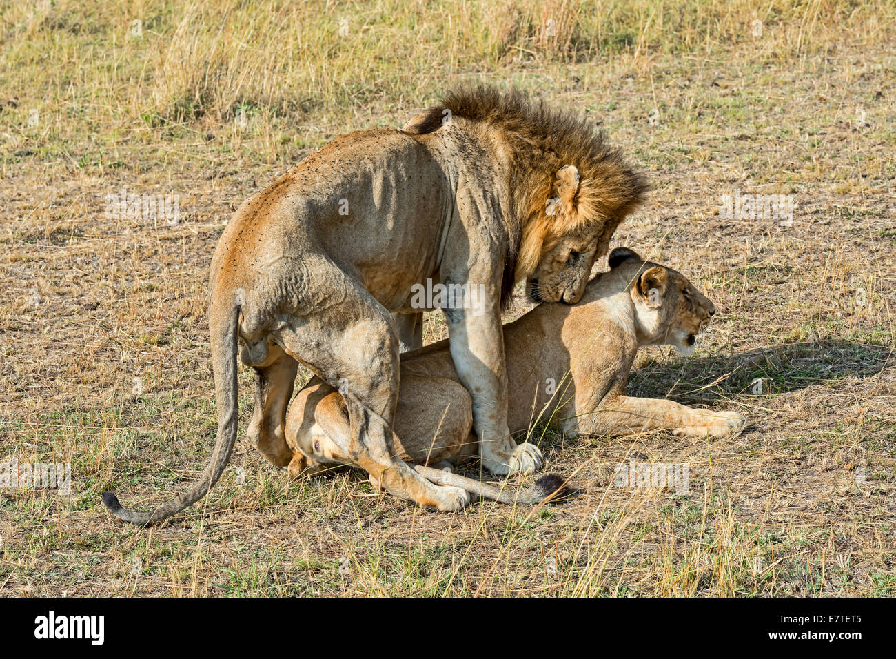 Paire de lions (Panthera leo), l'accouplement, Maasai Mara National Reserve, Kenya Banque D'Images