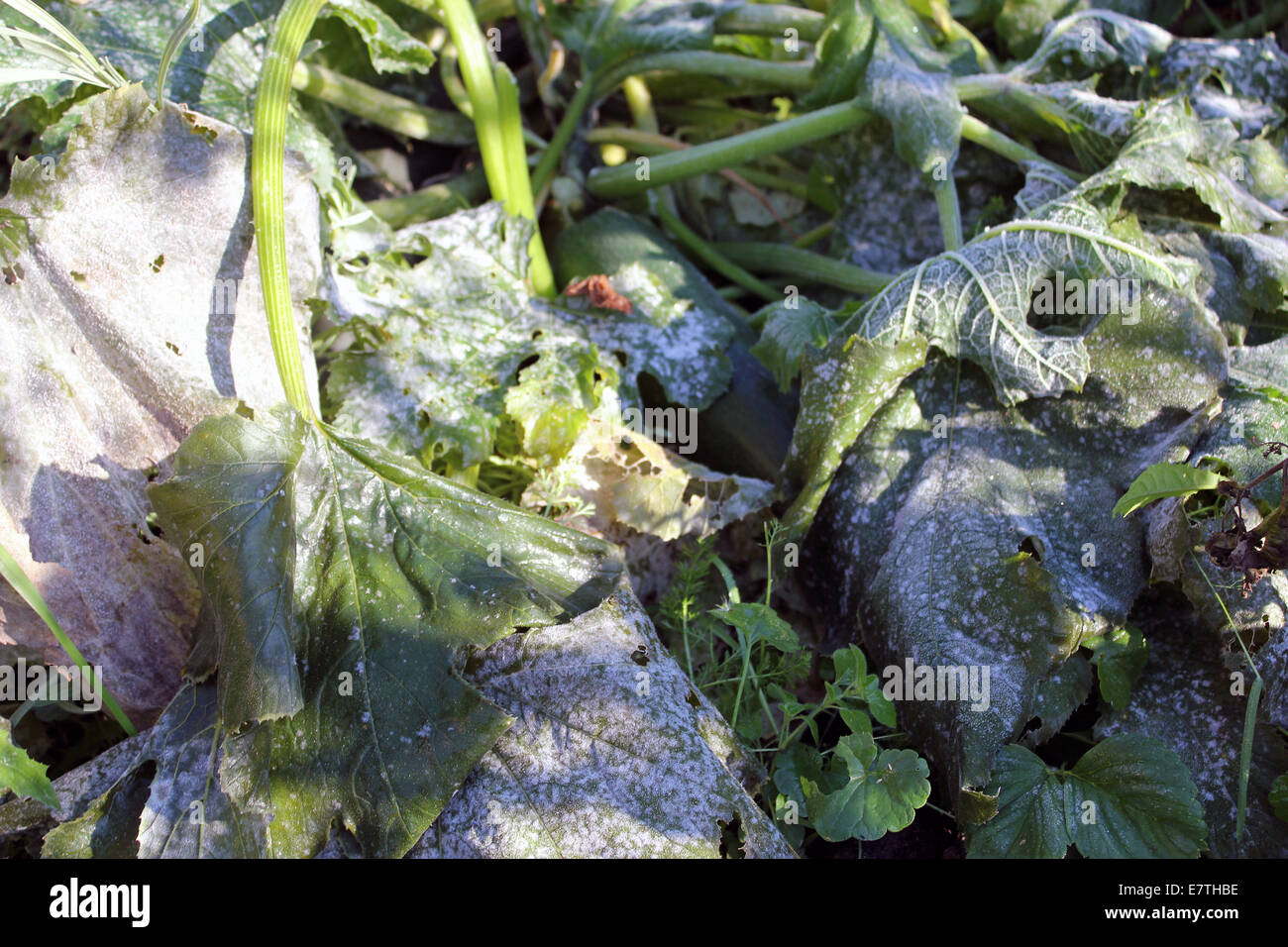 24 septembre 2014, Helsinki, Finlande. Courgettes congelé comme laissant tomber la nuit, les températures ont pris par surprise les jardiniers dans la région écologique de Viikki représente, Helsinki, Finlande. Les températures en Finlande a diminué de façon spectaculaire au cours des derniers jours que samedi dernier, la capitale finlandaise apprécié presque  + 20 températures. Credit : Heini Kettunen/Alamy Live News Banque D'Images