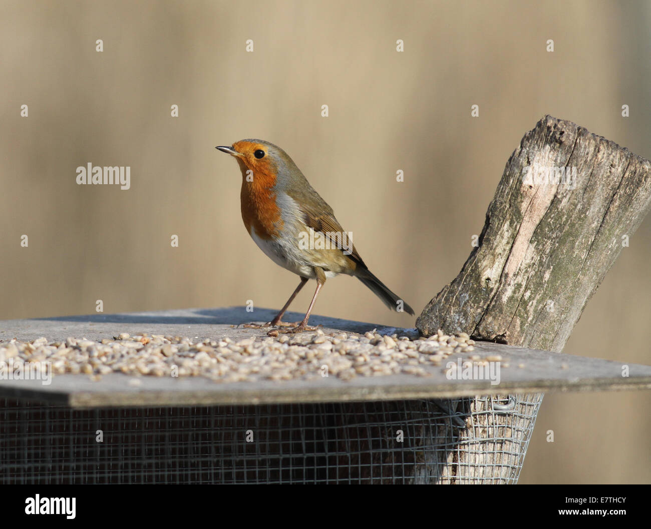 Robin sur le tableau d'oiseaux Banque D'Images