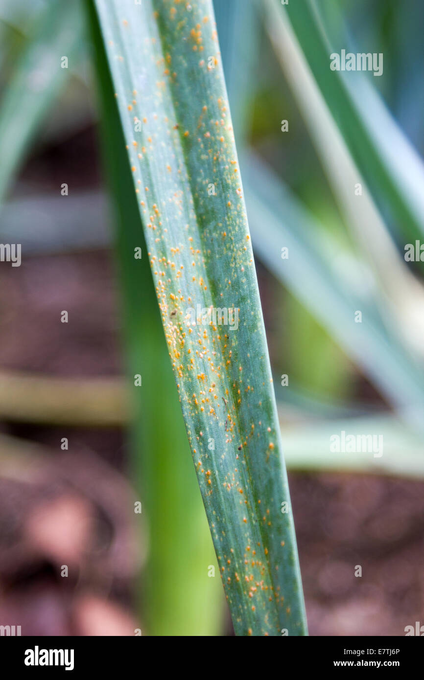 Poireau rouille avec des plantes Banque D'Images