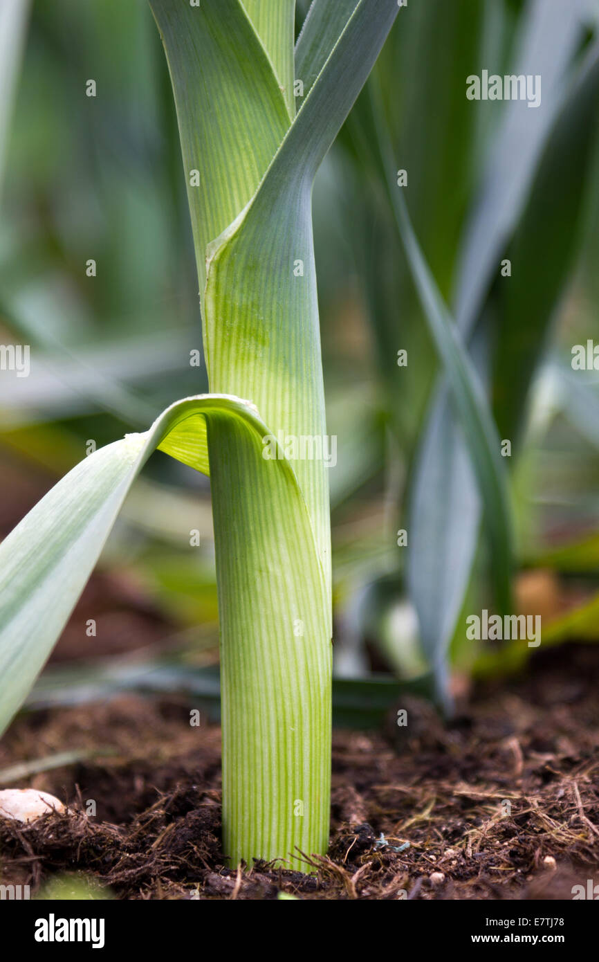 Plant de poireau Banque D'Images