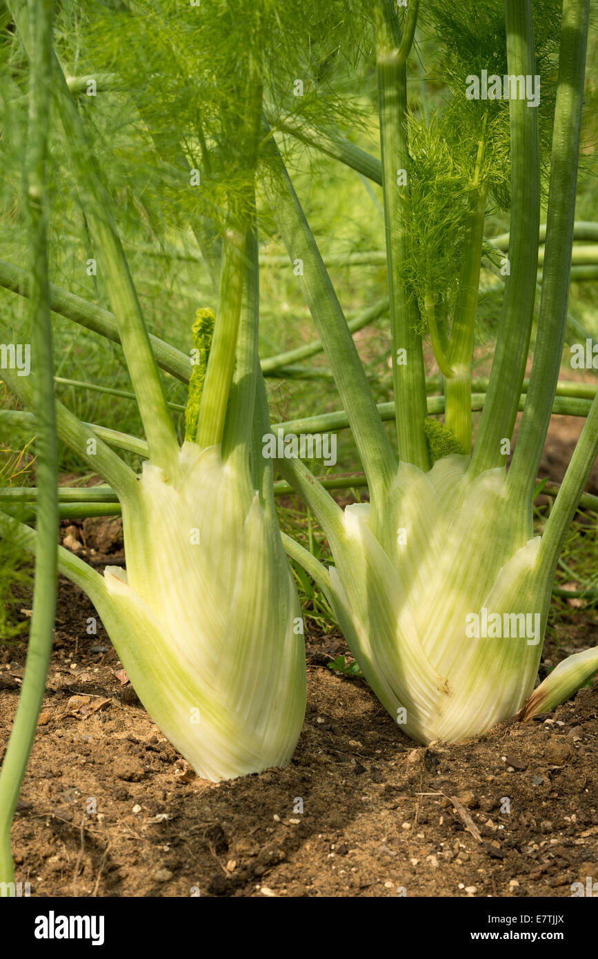 Couple de planter des bulbes de fenouil côte à côte prêt pour récolte dans  un allotissement organiques avec des frondes vertes pousses succulentes  Photo Stock - Alamy