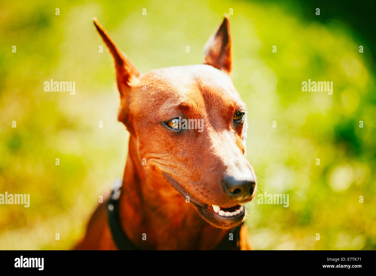 Close Up le chien rouge pinscher nain (Zwergpinscher, Min Pin) Tête sur  fond d'herbe verte Photo Stock - Alamy