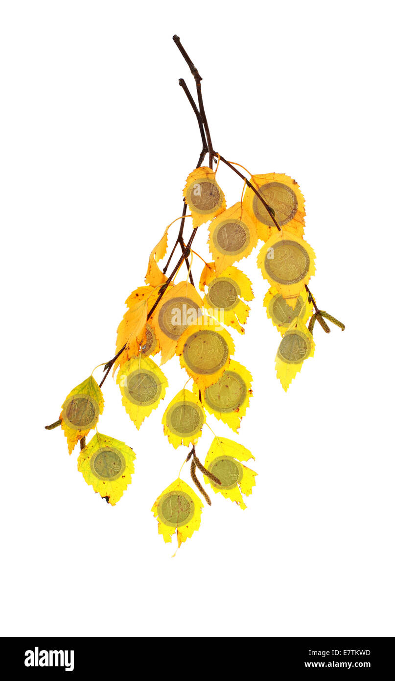 Direction générale de l'arbre d'argent isolé sur fond blanc Banque D'Images