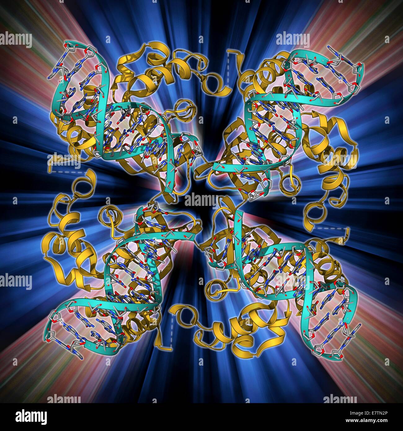 E. coli Holliday junction complexes. Le modèle moléculaire d'une protéine RuvA (rouge) en complexe avec un Holliday junction entre brins d'homologue de l'ADN (acide désoxyribonucléique, bleu) à partir d'un E. coli (Escherichia coli) Bactérie. Un Holliday junction formulaires au cours de crossing over, un processus génétique naturelle qui se produit entre les chromosomes homologues et conduit à la commutation de matériel génétique entre les chromosomes. Ceci augmente la recombinaison la variation génétique dans une population. RuvA fait partie de l'RuvABC complexe de trois protéines qui médient la migration de la direction générale et résoudre le Holliday junction Banque D'Images