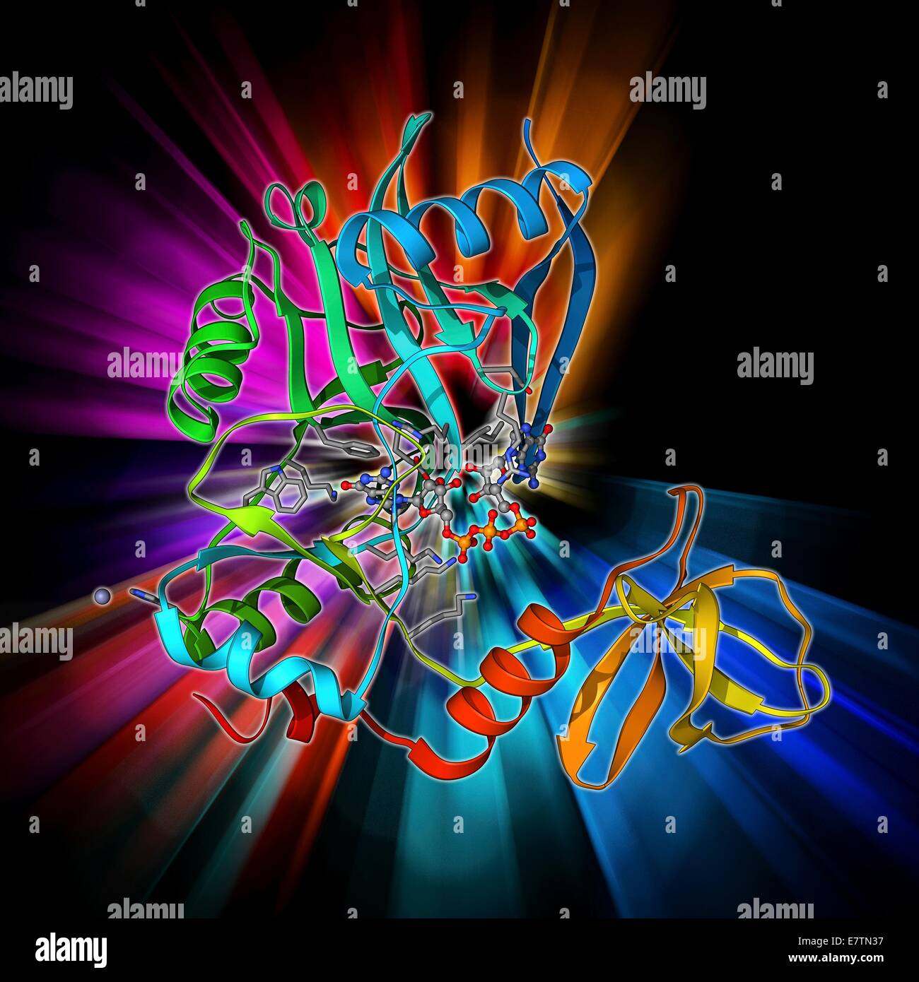 Plafonnement de l'Arnm de l'enzyme. Le modèle moléculaire de l'ARNM de l'ARNM de l'enzyme plafonnement complexés avec un plafond guanylyltransférase analogique. Banque D'Images