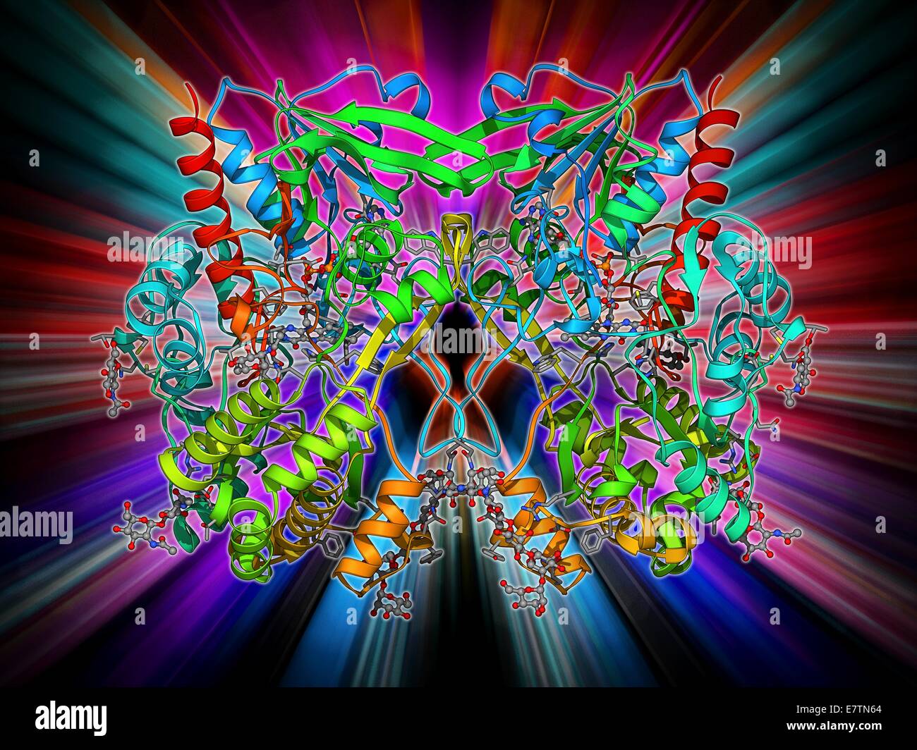 La glycogène phosphorylase, modèle moléculaire. C'est une enzyme impliquée dans l'élimination de glycogène, la molécule de stockage de l'énergie impliquée dans le métabolisme des animaux. L'action de la glycogène phosphorylase fournit du carburant pour la contraction musculaire. Dans le foie, cette enzyme m Banque D'Images