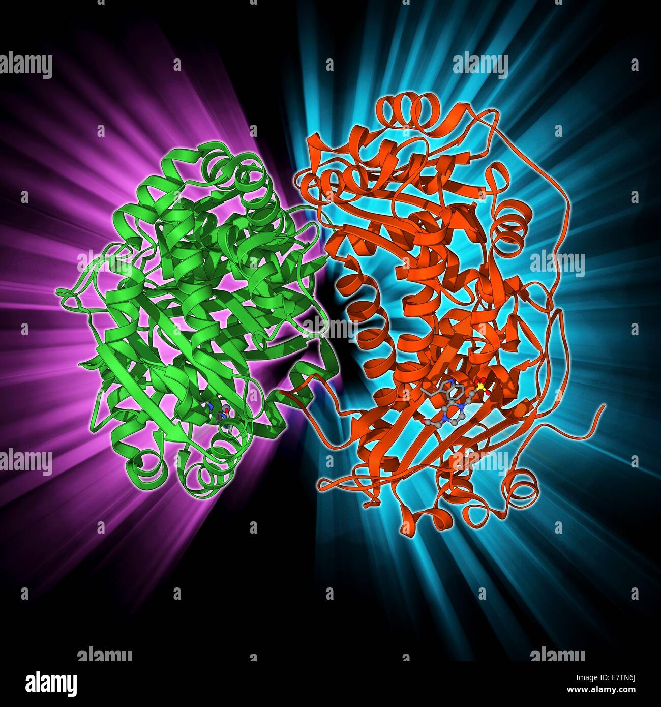 Traitement mitochondriale levure peptidase, modèle moléculaire. Cette enzyme joue un rôle essentiel dans l'importation de protéines mitochondriales. Banque D'Images