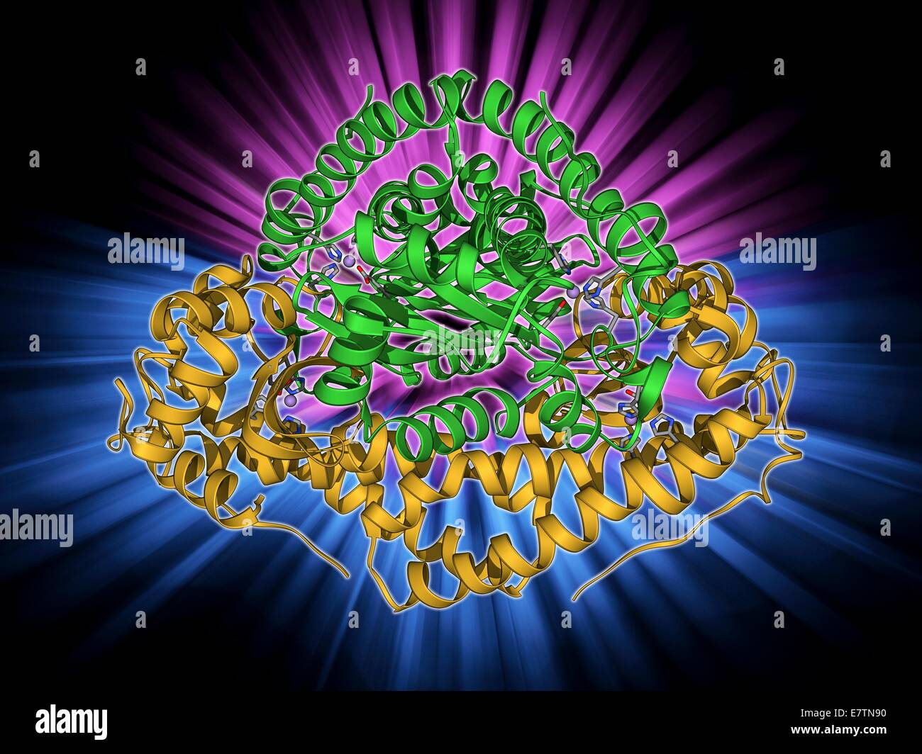L'enzyme superoxyde dismutase manganèse, le modèle moléculaire. Cette enzyme se décompose et élimine la première réduction potentiellement toxiques, superoxyde, produit de la respiration aérobie. Banque D'Images