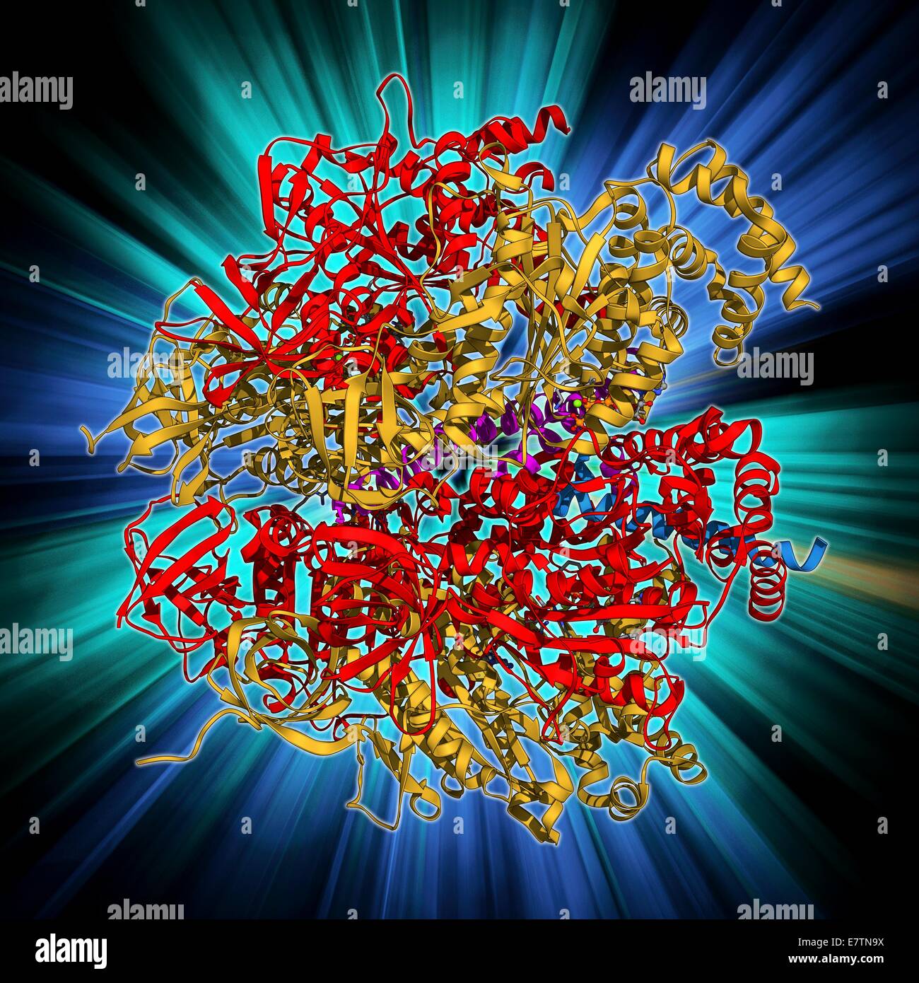 L'ATPase et inhibiteur. Modèle informatique d'une ATP synthase (ATPase) molécule d'une mitochondrie complexée avec sa protéine inhibitrice SI1. ATPase est une enzyme importante qui fournit de l'énergie pour les cellules grâce à la synthèse de l'adénosine triphosphate (ATP) bof Banque D'Images