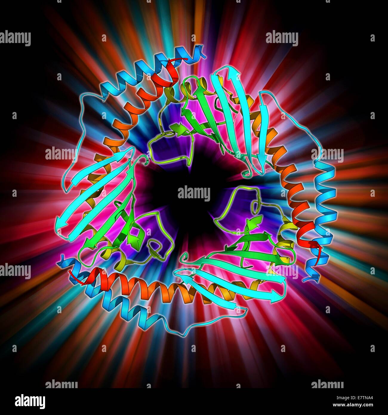 P32 de la protéine de la matrice mitochondriale, le modèle moléculaire. Également connu sous le nom de SF2-p32 associé (SF2P32), cette protéine est présente dans la matrice des mitochondries cellulaires, où il est pensé pour être impliquées dans la phosphorylation oxydative et interactions avec le noyau. Banque D'Images
