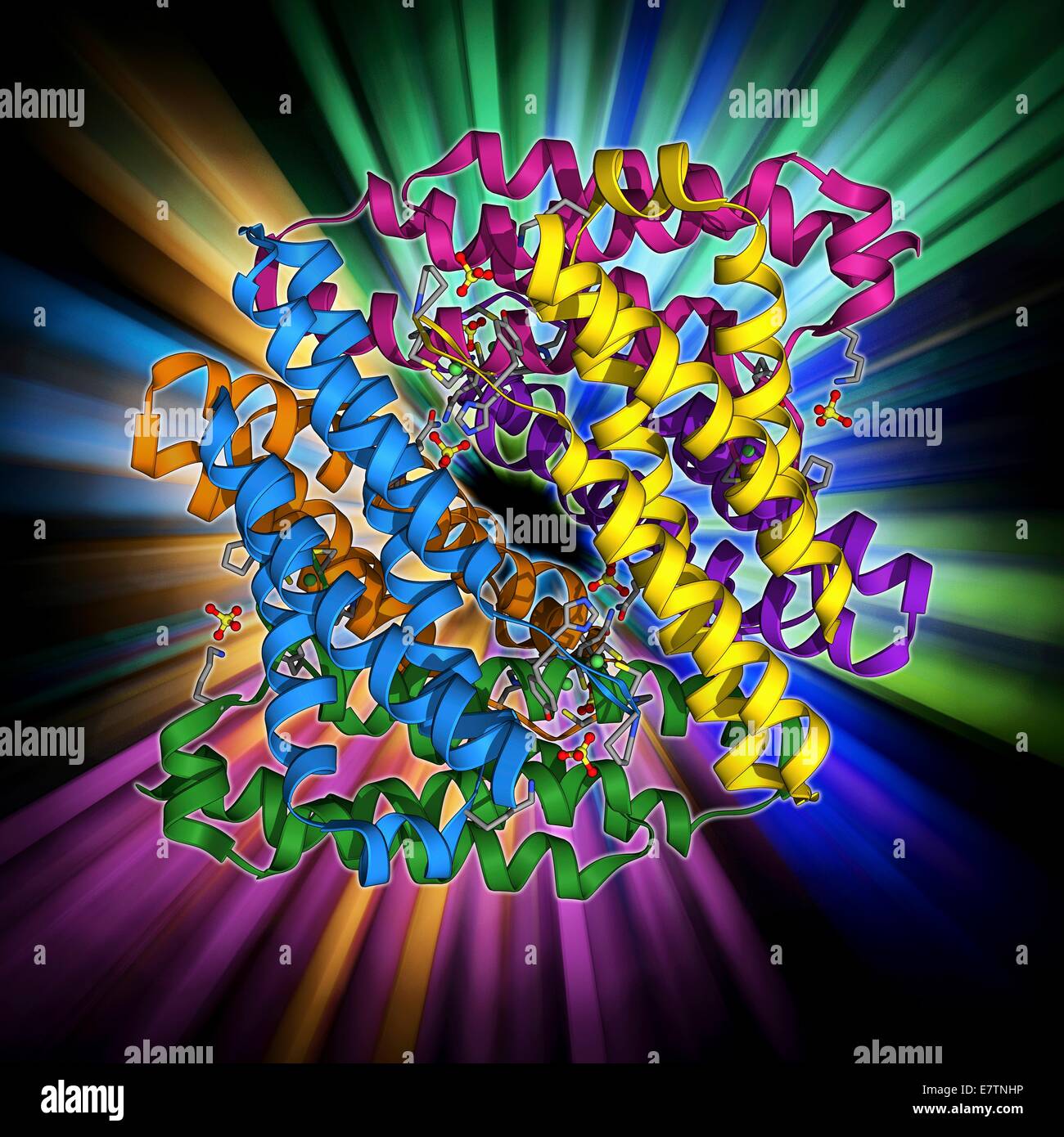 La superoxyde dismutase à teneur en nickel, le modèle moléculaire de l'enzyme. Cette enzyme se décompose et élimine la première réduction potentiellement toxiques, superoxyde, produit de la respiration aérobie. Banque D'Images