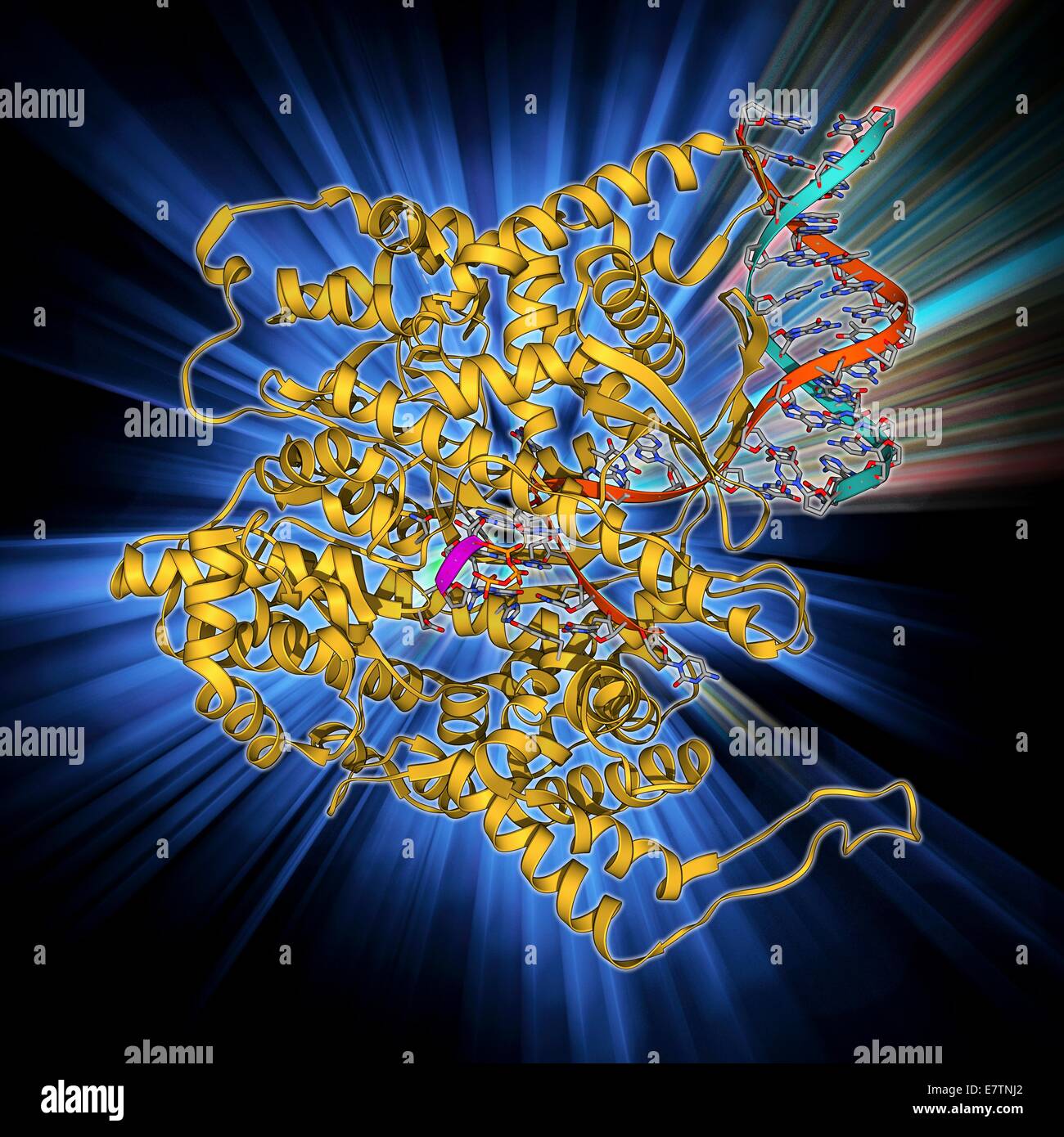 L'ARN polymérase. Le modèle moléculaire de l'ARN polymérase (beige) la transcription d'un brin de l'ARNM (acide ribonucléique messager, rose) à partir d'un ADN (acide désoxyribonucléique) modèle (rouge et bleu). C'est l'ARN polymérase T7 T7 à partir du bactériophage, un virus qui infectent Banque D'Images