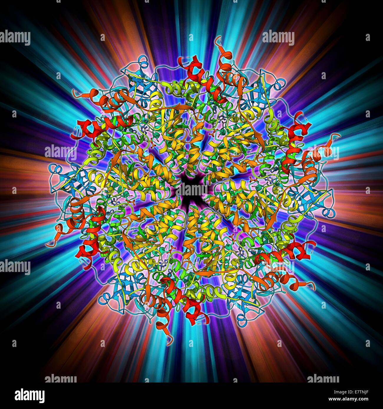 La protéine murine p97, le modèle moléculaire. Cette enzyme, la souris est impliqué dans la fusion membranaire et la dégradation des protéines par l'ubiquitine-dépendante. Banque D'Images
