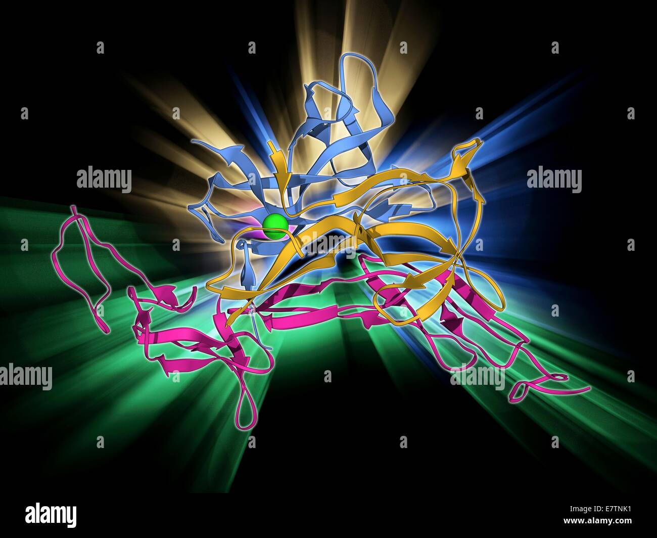 Le facteur de croissance nerveuse liée au récepteur. Le modèle moléculaire du facteur de croissance nerveuse (NGF) lié à la p75 du récepteur neurotrophine. Fng est une neurotrophine qui agit sur le développement et la fonction des nerfs. Banque D'Images