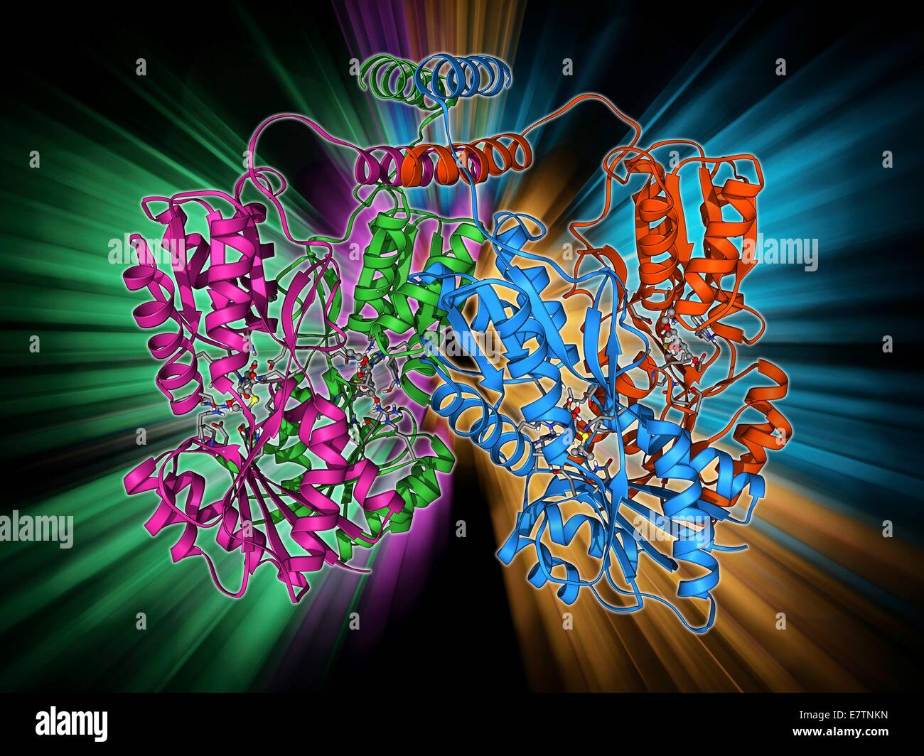 Répresseur LAC. Le modèle moléculaire d'un LAC (lactose) molécule répresseur. Le répresseur lac inhibe l'expression de gènes codant pour une enzyme qui métabolise le lactose dans les bactéries. Il est uniquement présent dans le lactose est faible. Cela garantit que le b Banque D'Images