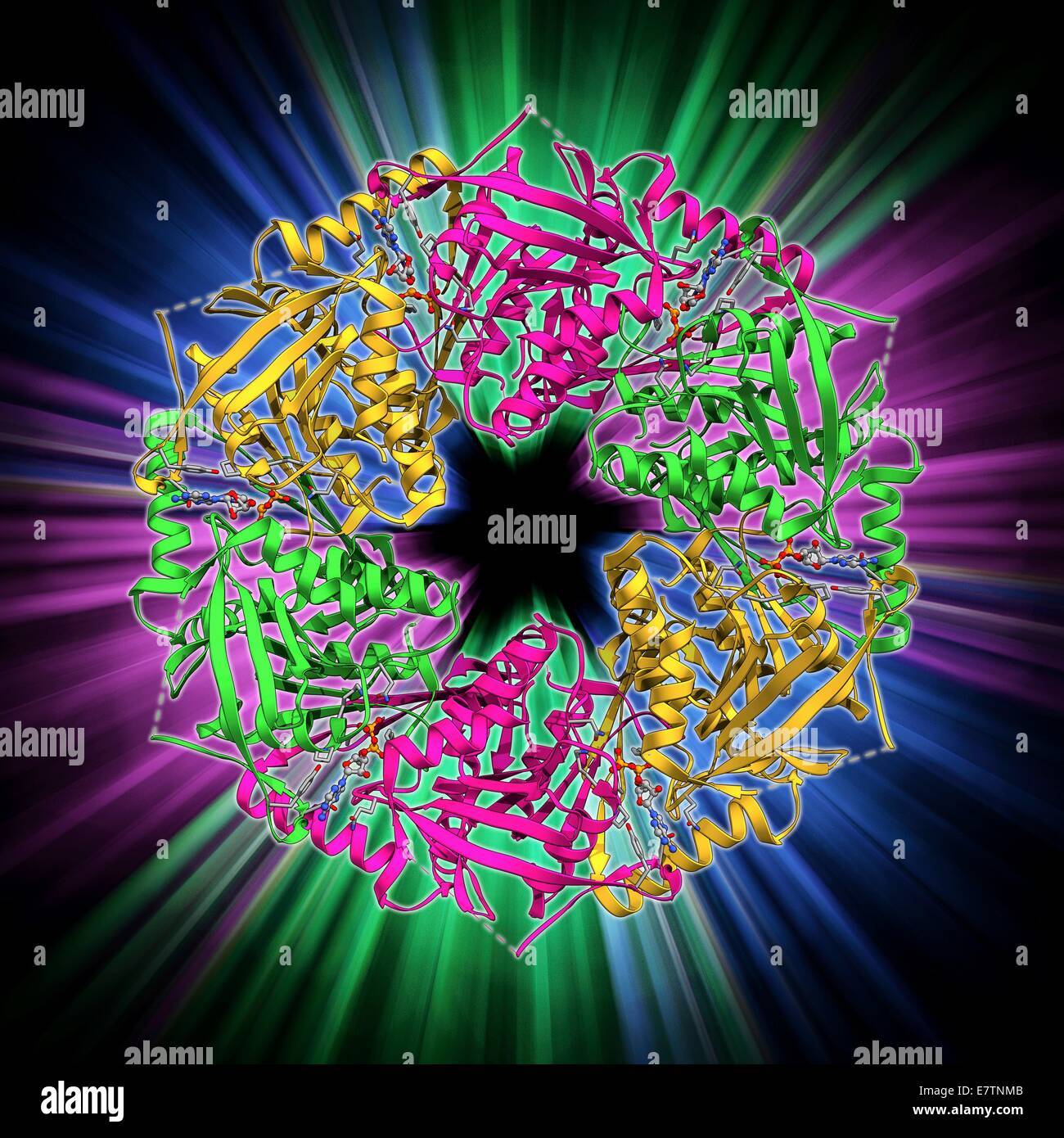 L'ATPase de bactériophages. Le modèle moléculaire d'une ATP synthase (ATPase) de la molécule du bactériophage Phi 12. ATPase est une enzyme importante qui fournit de l'énergie pour les cellules grâce à la synthèse de l'adénosine triphosphate (ATP) de l'adénosine diphosphate (ADP) un Banque D'Images