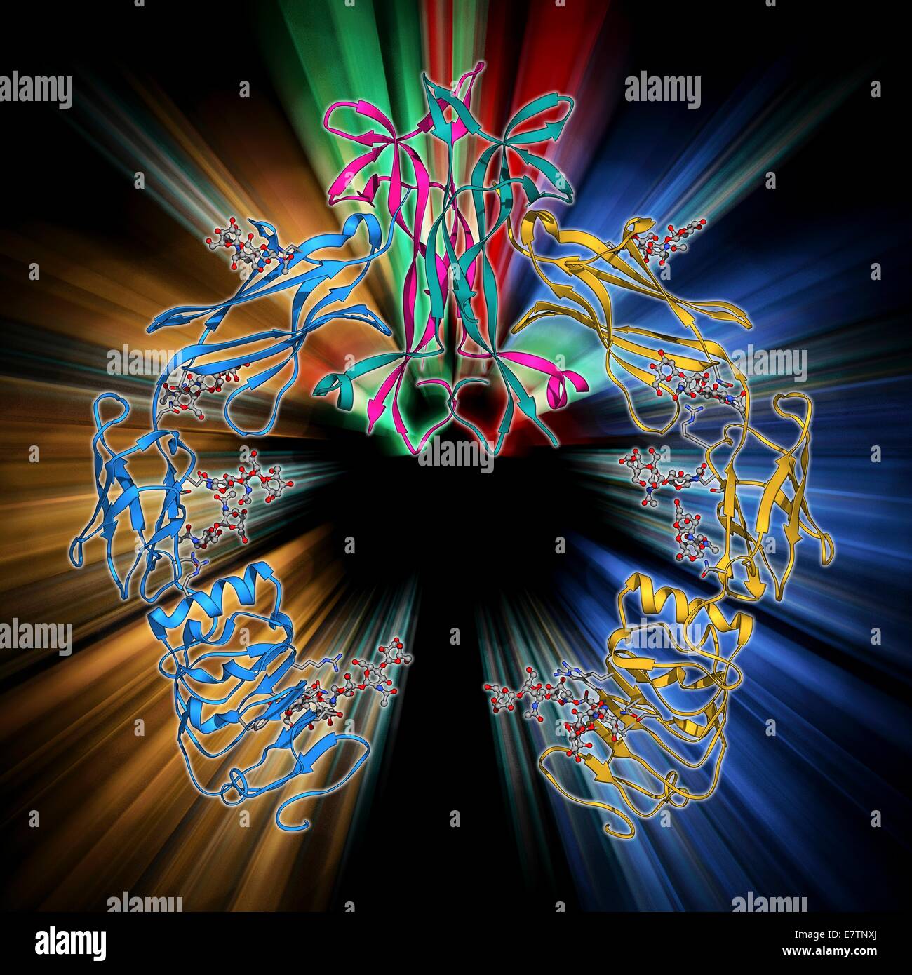 Le facteur de croissance nerveuse. Le modèle moléculaire du facteur de croissance nerveuse humaine liée à la récepteur TrkA. Fng est une neurotrophine qui agit sur le développement et la fonction des nerfs. TrkA est également connu sous le nom de récepteur tyrosine kinase neurotrophiques type 1. L'interaction des Banque D'Images