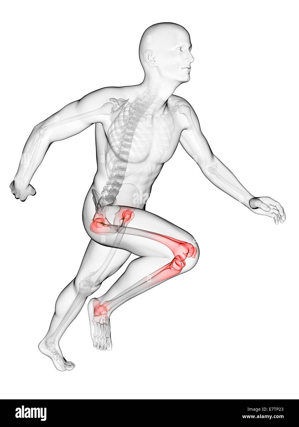 Les droits de l'anatomie d'une flexion des articulations, de l'art de l'ordinateur. Banque D'Images