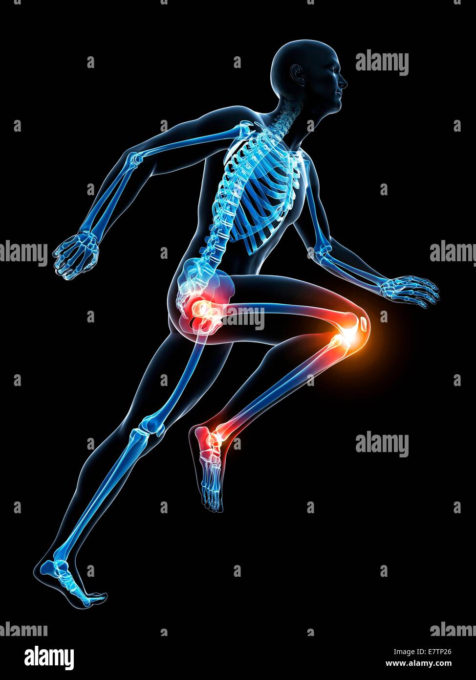 Les droits de l'anatomie d'une flexion des articulations, de l'art de l'ordinateur. Banque D'Images