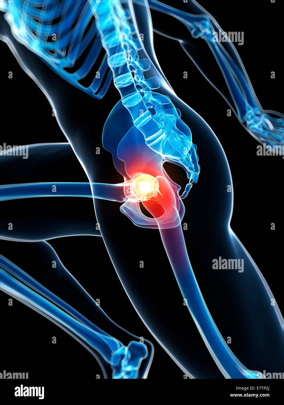 Les droits de l'anatomie d'une flexion de la hanche, de l'oeuvre de l'ordinateur. Banque D'Images
