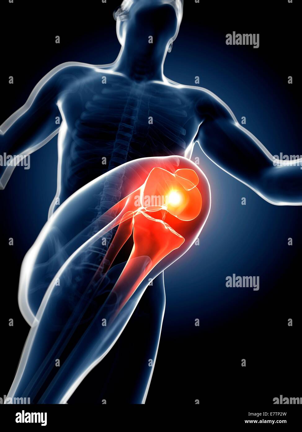 Les droits de l'anatomie d'une flexion du genou, de l'oeuvre de l'ordinateur. Banque D'Images