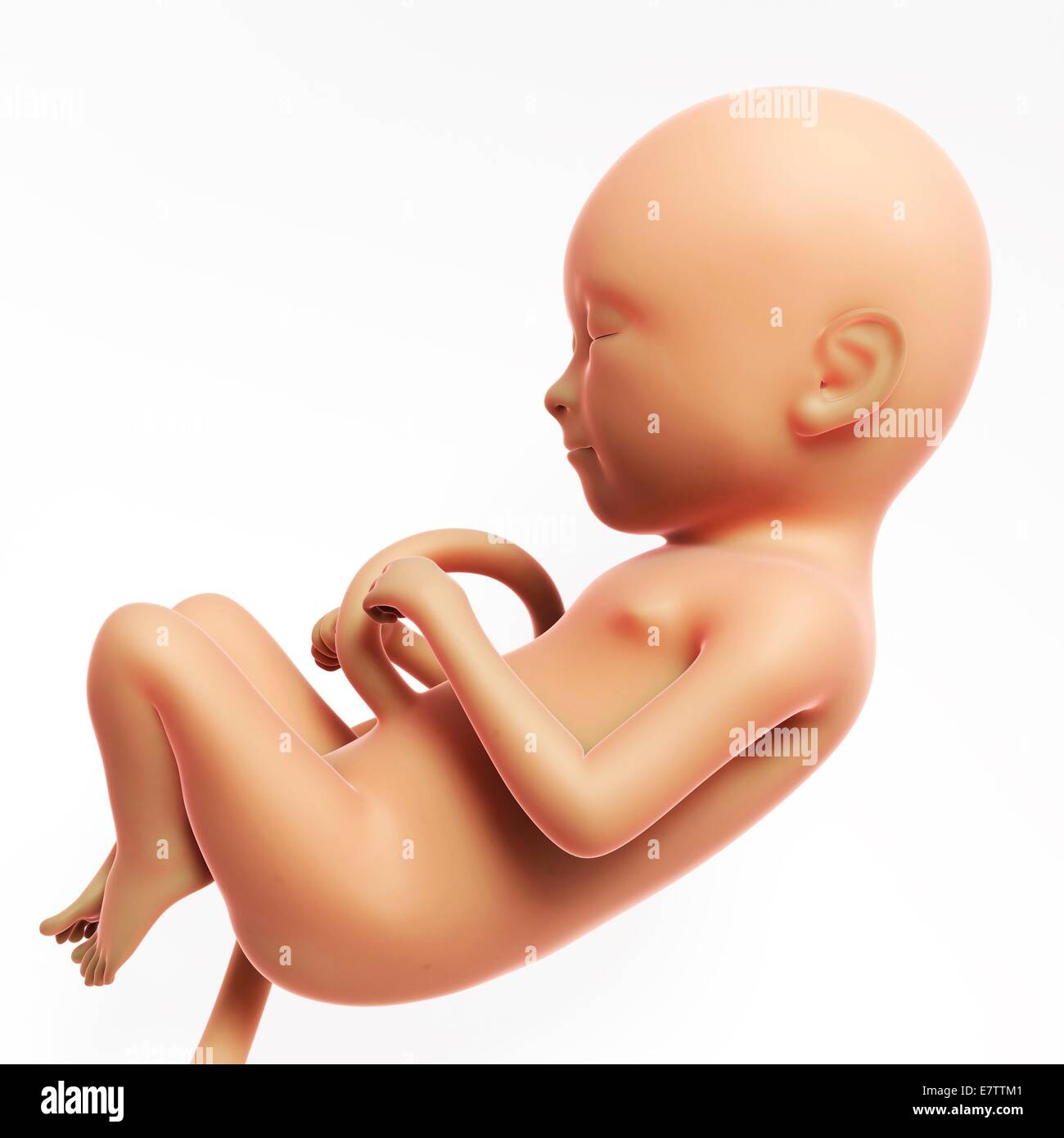 6 month fetus Banque de photographies et d'images à haute résolution - Alamy