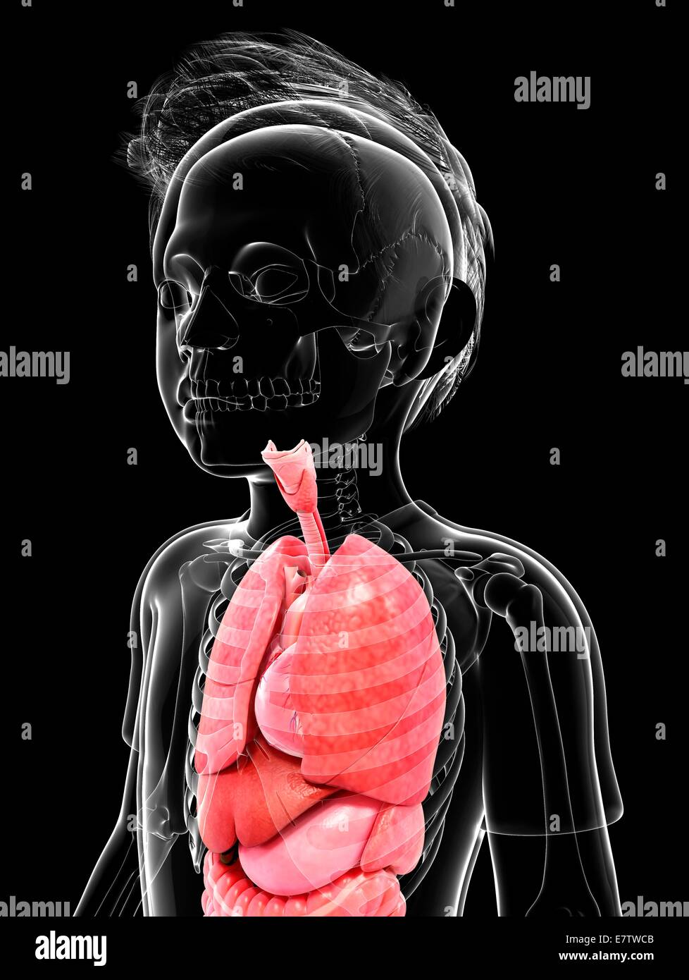 L'anatomie humaine, l'oeuvre de l'ordinateur. Banque D'Images