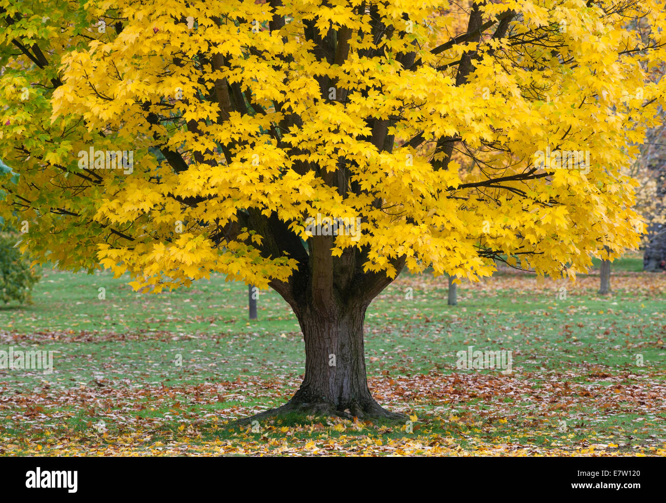 Royal Botanic Gardens, Kew, Londres. Un formulaire jaune de l'Acer rubrum (érable rouge érable ou marais) semble spectaculaire en automne Banque D'Images