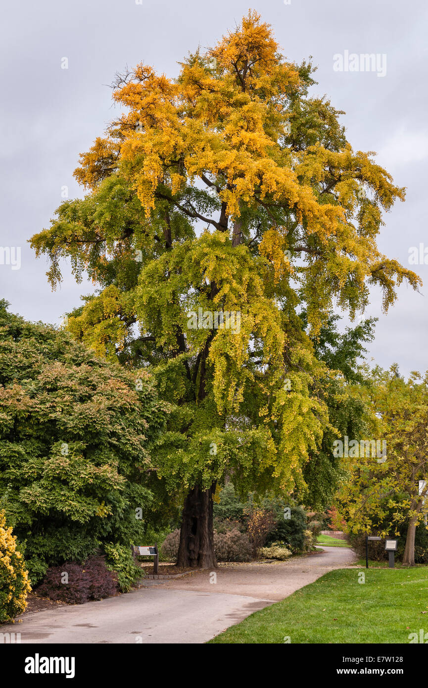 Automne, Royal Botanic Gardens, Kew, Londres. Un énorme arbre de maidenhair (ginkgo biloba) planté en 1762 par la princesse Augusta, mère du roi George III Banque D'Images