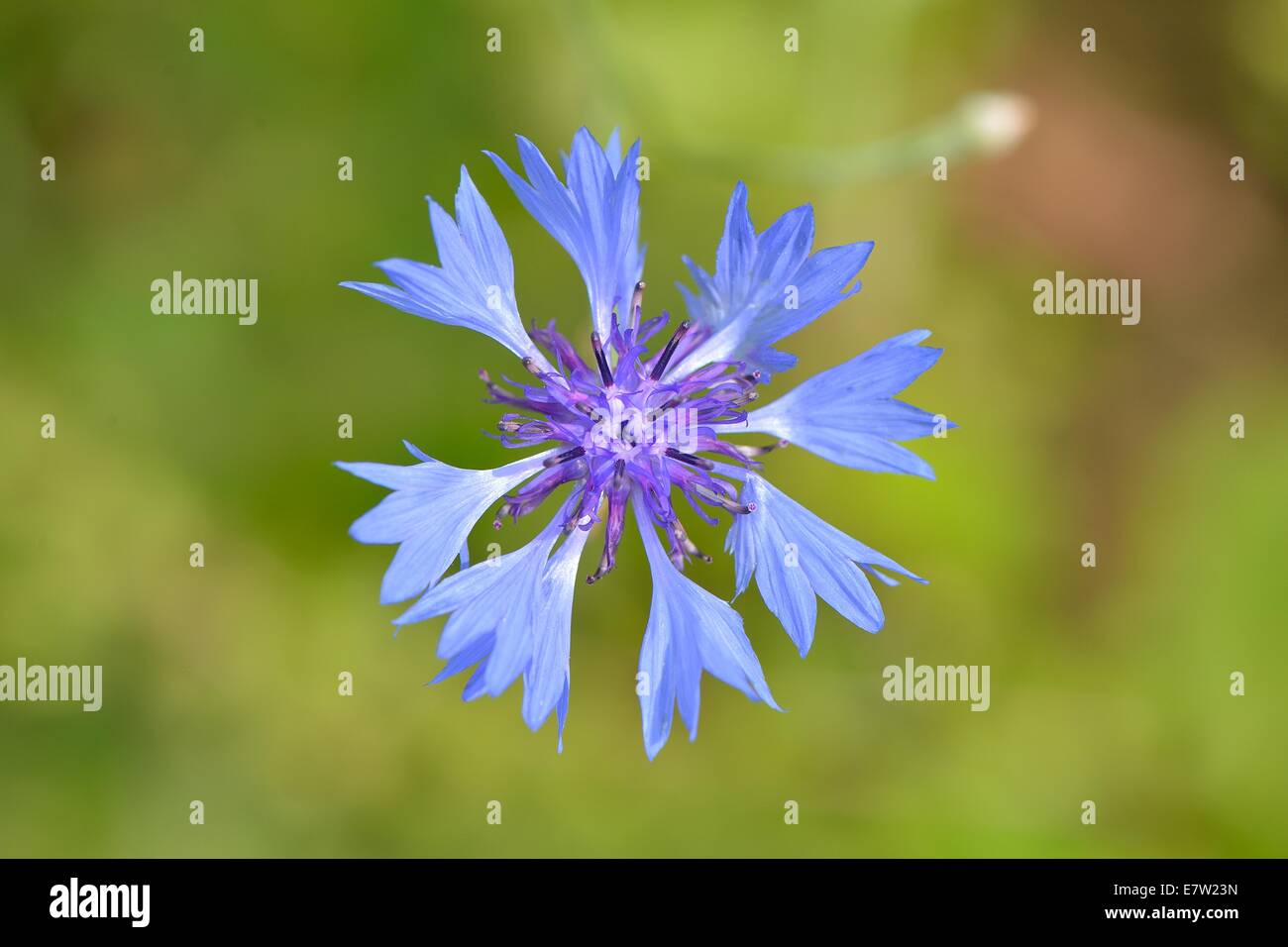 - Hurtsickle - Bleue bleuet (Centaurea cyanus) floraison en été Banque D'Images